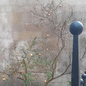 Old Botanical Garden